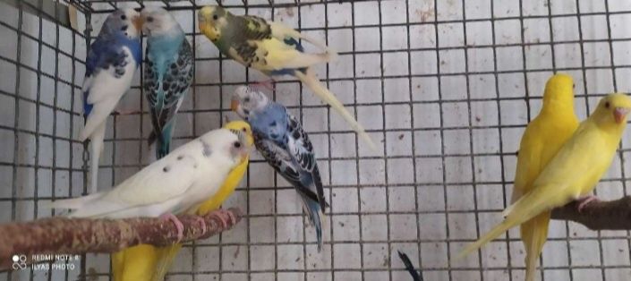 Красивые попугайчики