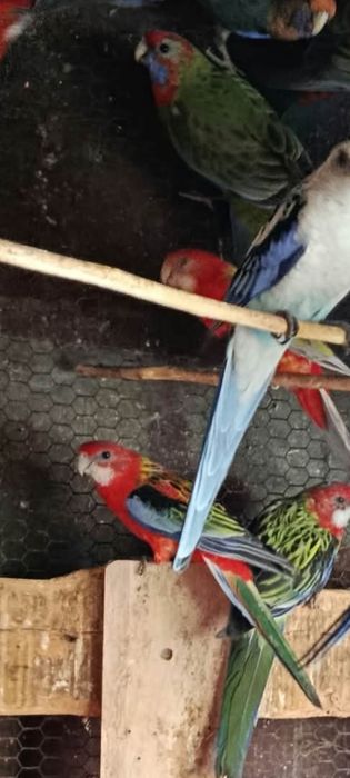 Разнообразие от папагали