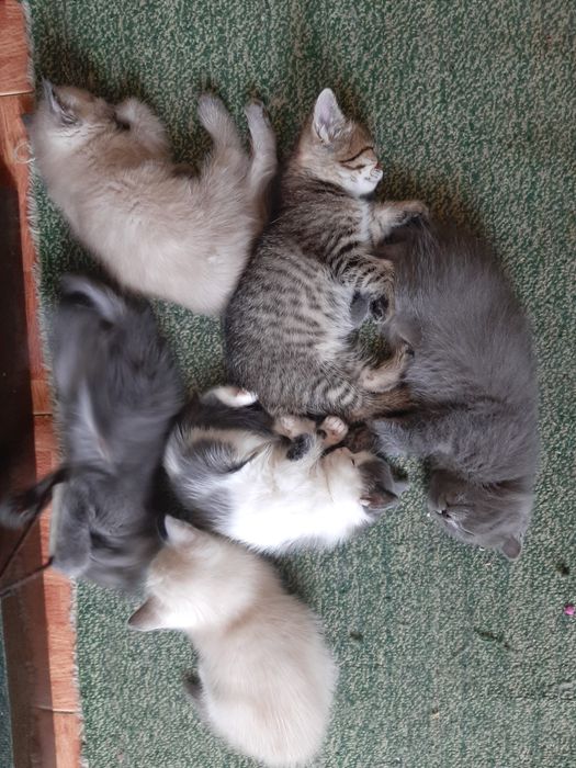 Котята в добрые и ответственные руки