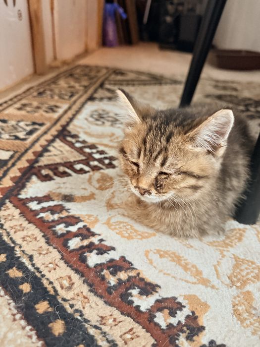 Отдам даром котенка
