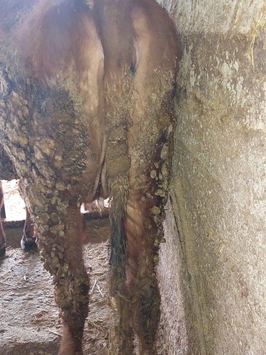 Құнажын сиыр бырынш тума