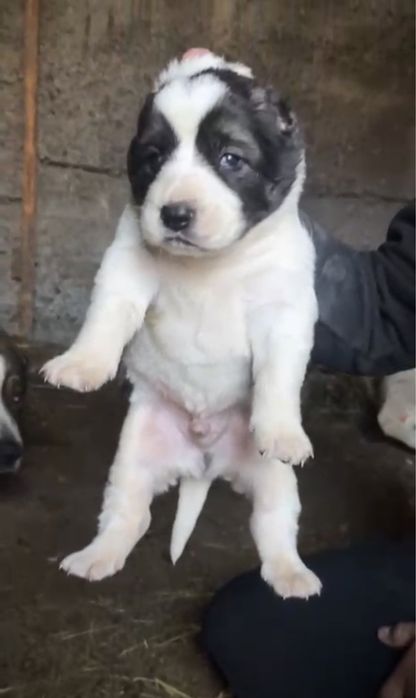 Алабай кушік шинки