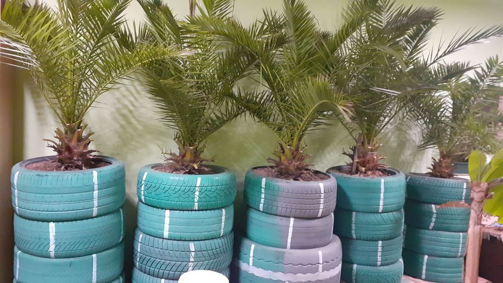 Palmieri de vânzare