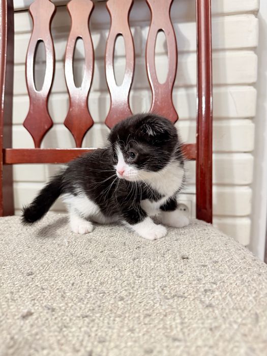 Продам девочку котенка вислоухую