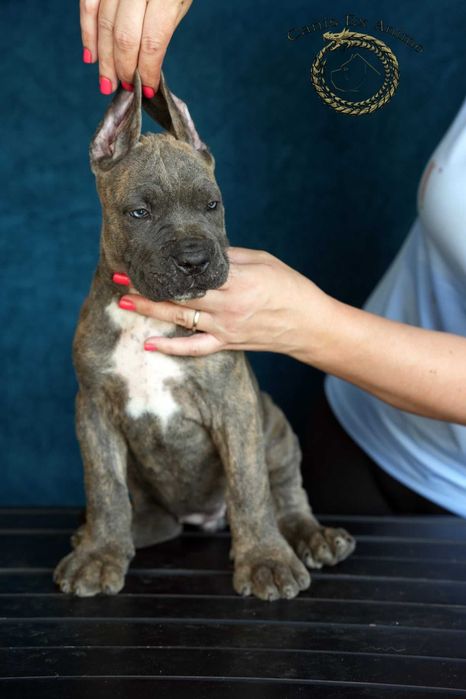 Pui Cane Corso- Pedigree FCI
