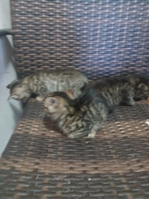 Pisici pt adoptie