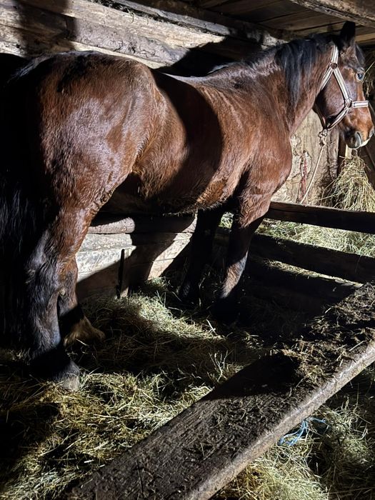 Vând iapa de 10 ani bună de ham