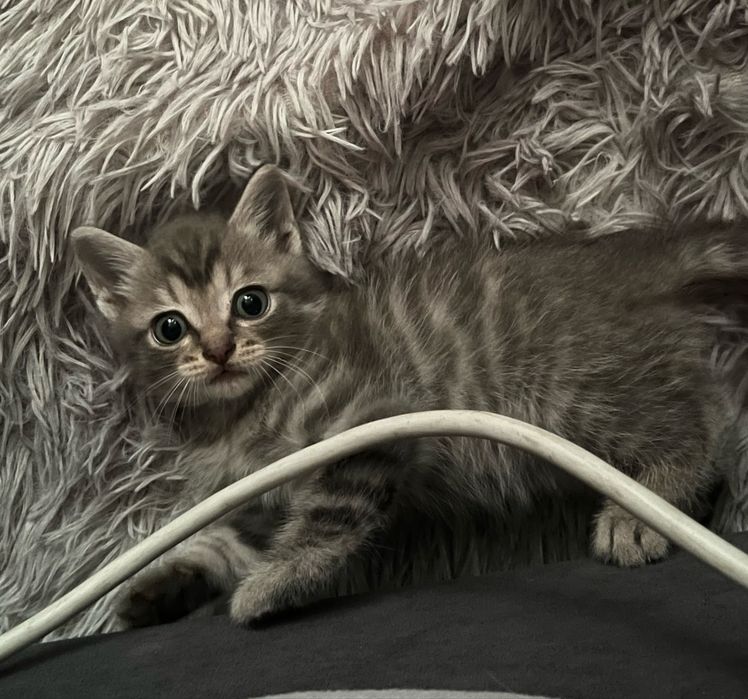 Отдам даром котенка