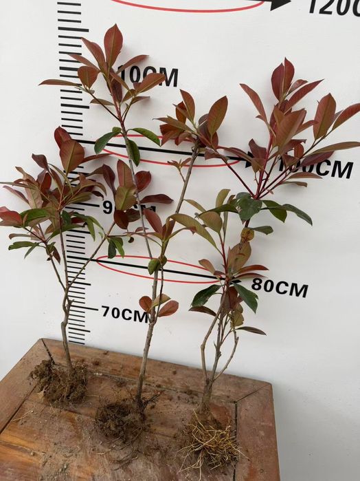 Фотиния кучатларига заказ оламиз оптом