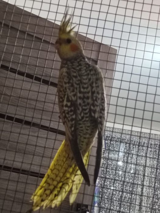 Птенцы кореллы 1,5 месяца