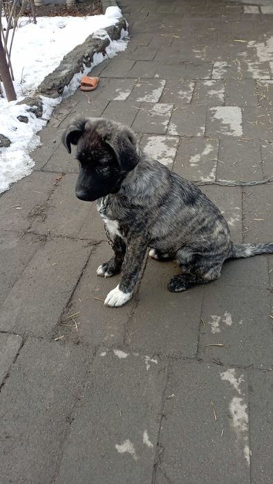 Шенок в добрые заботливые руки