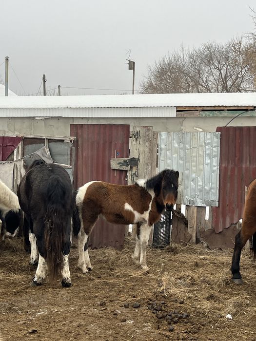 Бие жабағысымен сатылады