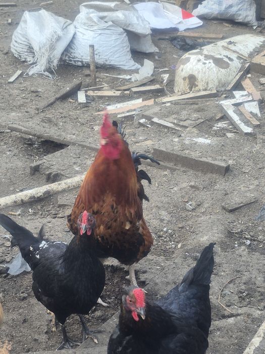Продам домашних петухов