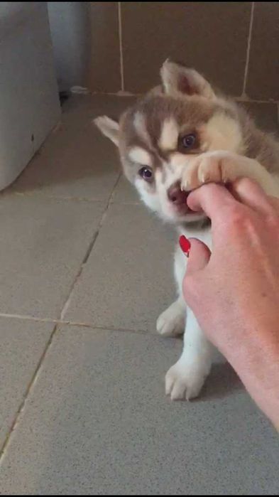 Шоколадный голубоглазый мальчик хаски