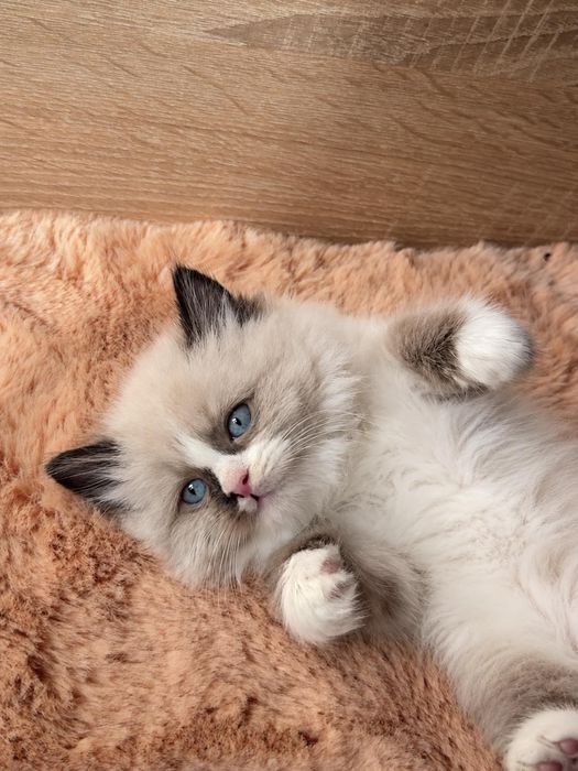 Рагдол Регдол Ragdoll
