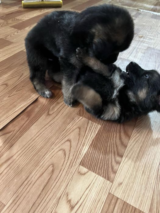 Продавам малки кученца