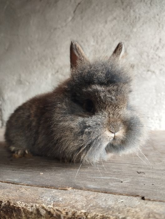 Pufy mici și mari