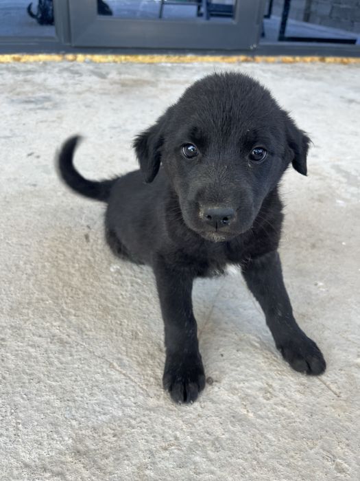 Отдам щенят в добрые руки (3 девочки, 1 мальчик)