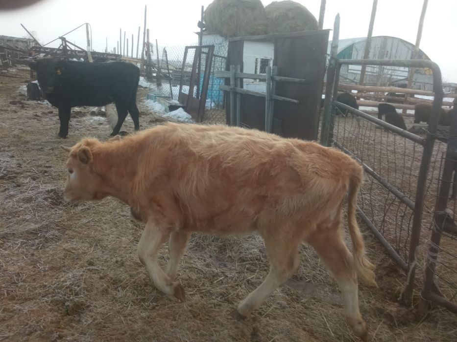 Продается телочки