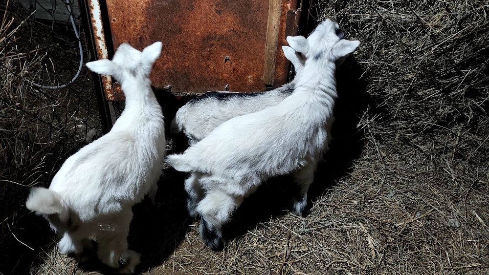 Лактар акпан айында туылган