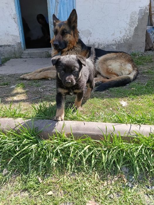 Щенки бесплатно. Смесь с немецкой овчаркой