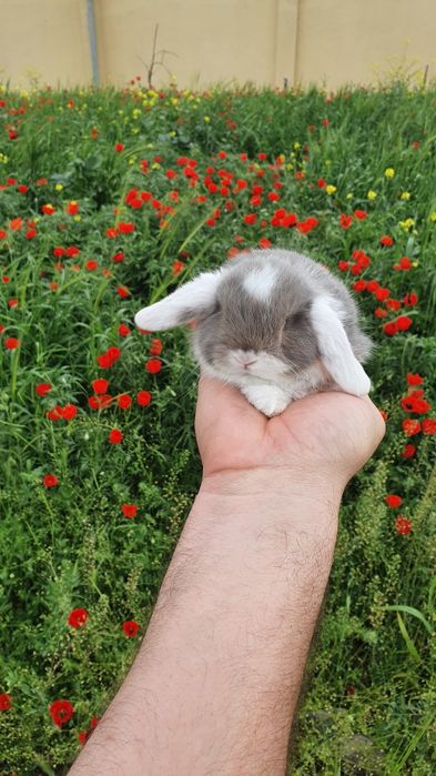 Кролики Карликовые барашки вислоухие 
Karlik baran quyonchalar 
1 oyli