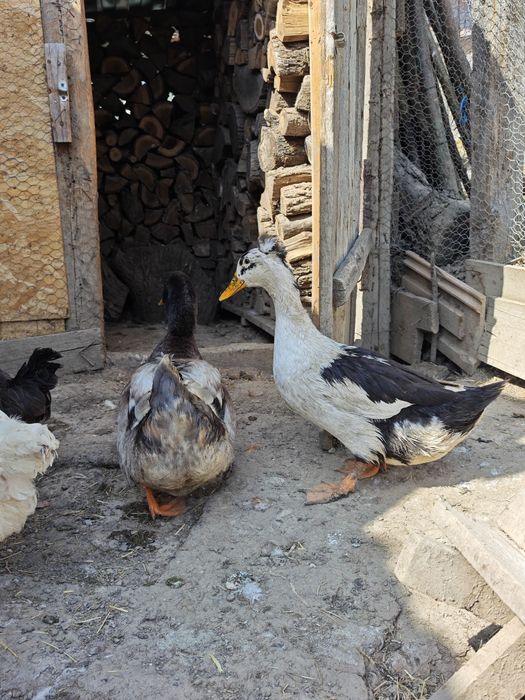 Rață și rățoi de vânzare sau schimb