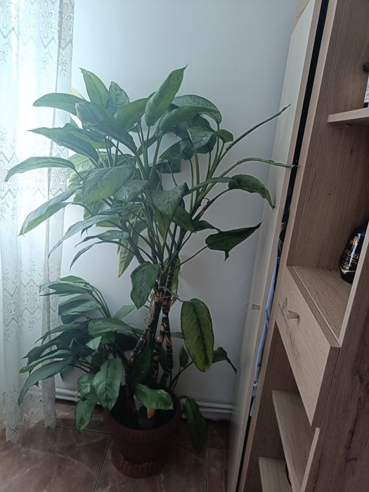 Vand plante verzi