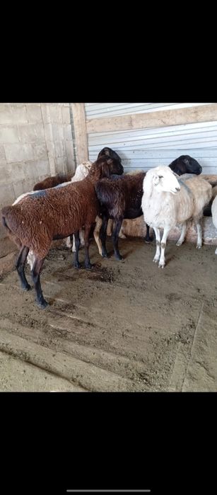 Бараны             .