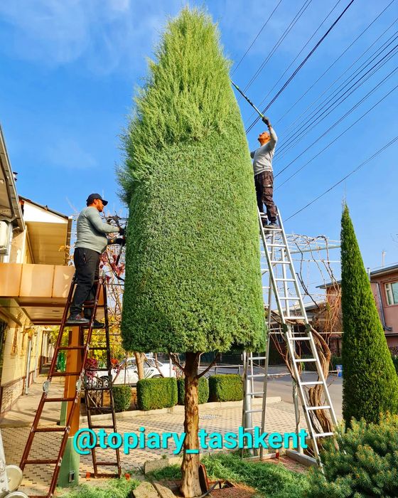 Archa kesish dorilash