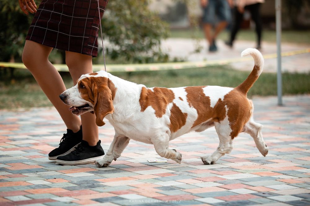 Кобель Бассет хаунда вязка