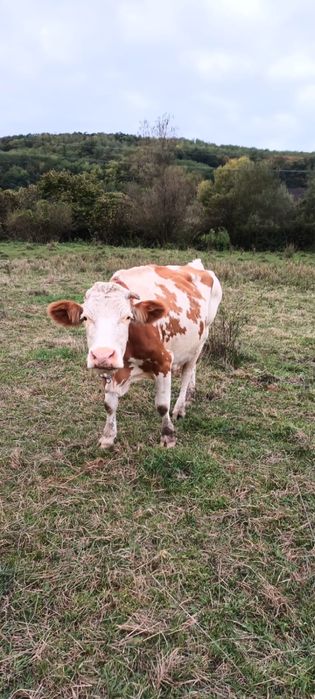 Vand vaca cu lapte sau / abator