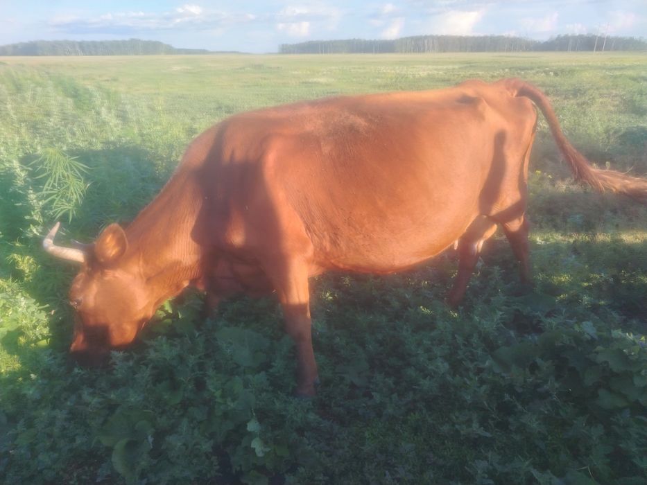 Продам деревенскую корову