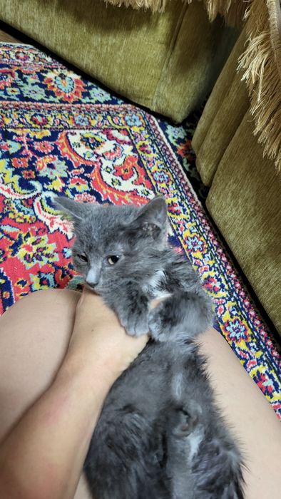 Дарю красивого ласкового котенка