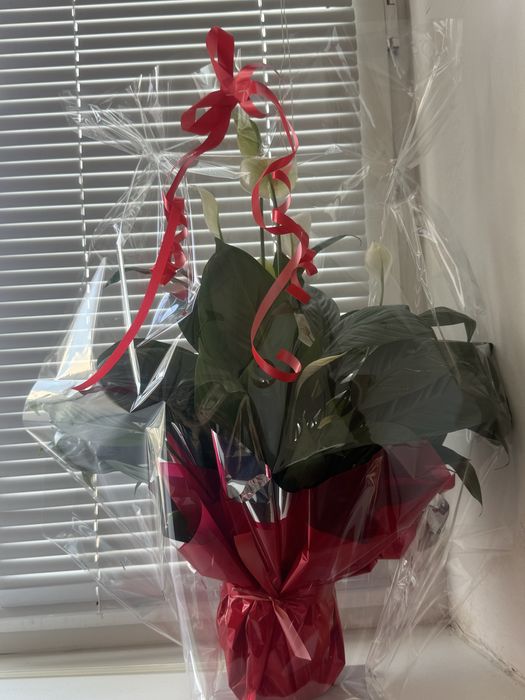 Комнатные цветы.