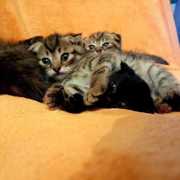 Продам котят полубританцев.
 Есть девочки и мальчики.