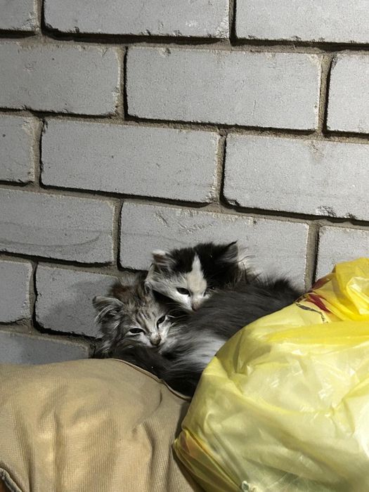 котята маленькие