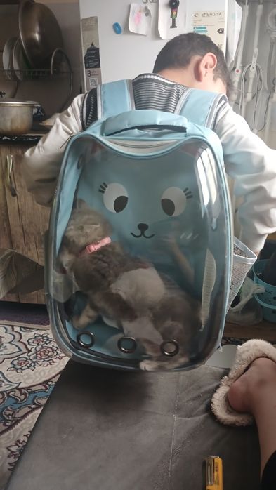 Сумка Сотилади мушуклар учун