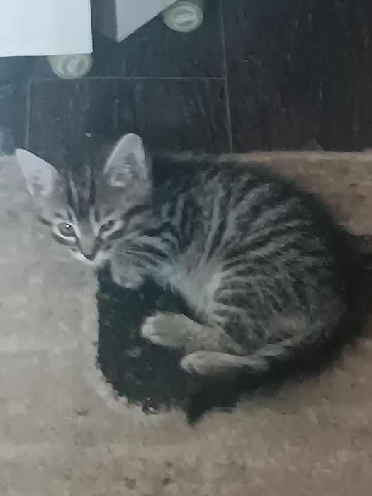 Отдам котят в хорошие руки