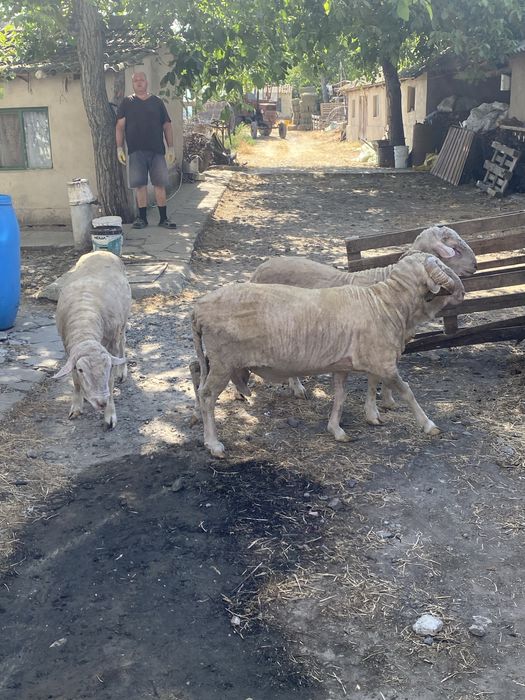Berbeci merinos de prasila