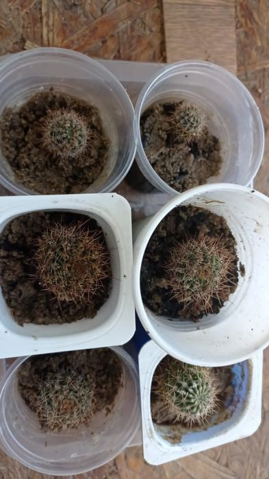Продам детки кактуса