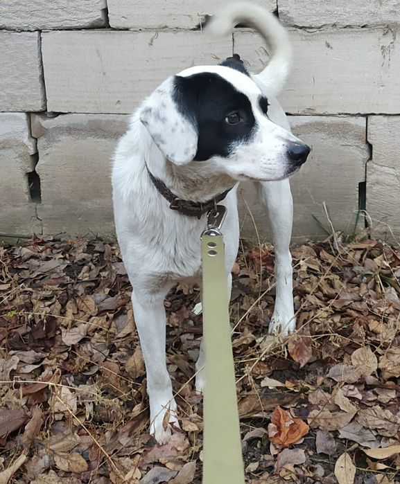 Собака ищет дом, кобель (мальчик)