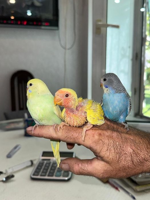 Ручные попугаи молодые кореллы