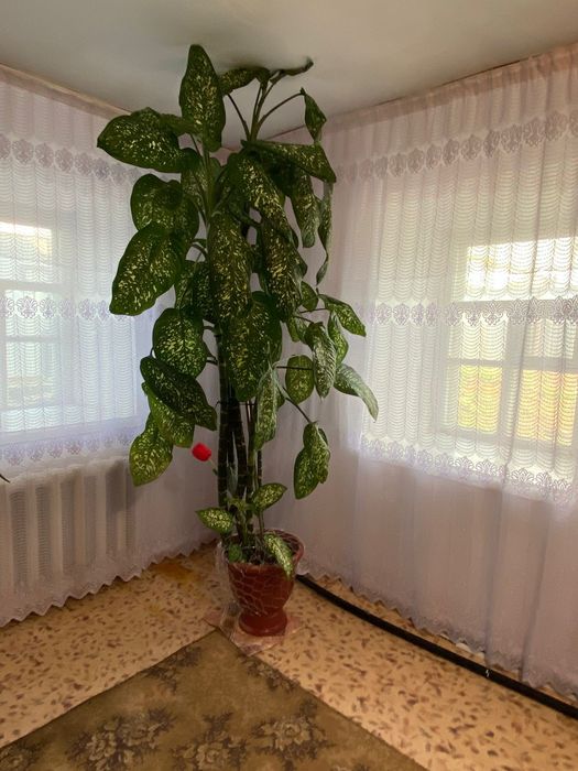 Фикус и диффенбахия