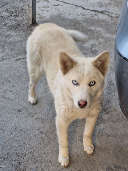 Сибирский Хаски Белый