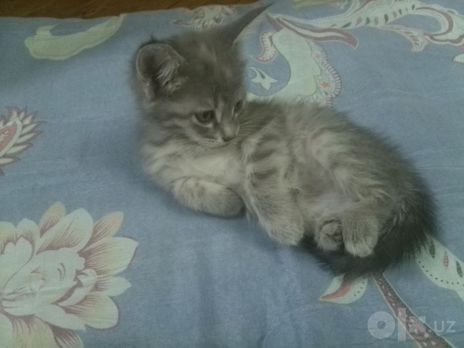 Отдаю котят в хорошие руки.