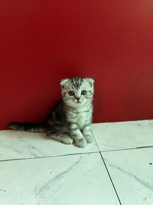 Котята шотландской вислоухой