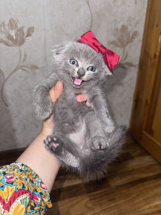 Scottish fold va Scottish straight