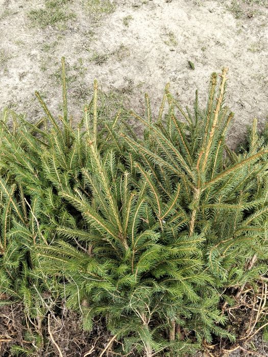 Vând puieți tratați.salcam mesteacăn fag stejar