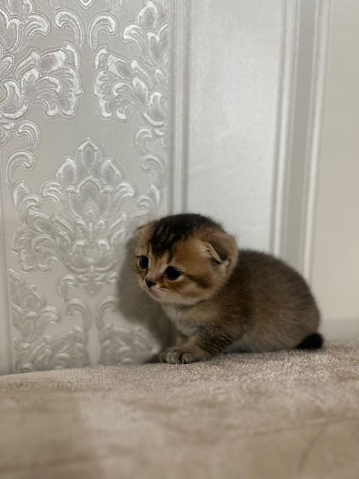 Шотландские котята